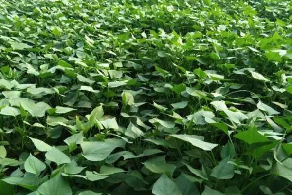 红薯苗喷什么叶面肥生长快，红薯苗什么时候种植好