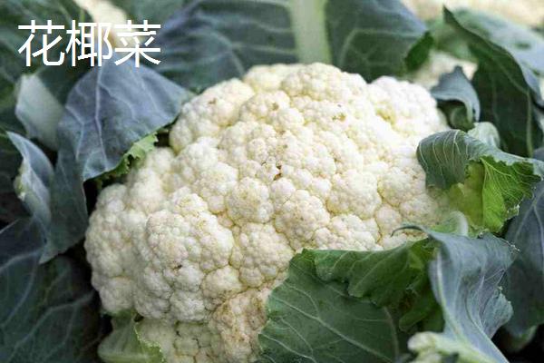 花椰菜白色和绿色的区别