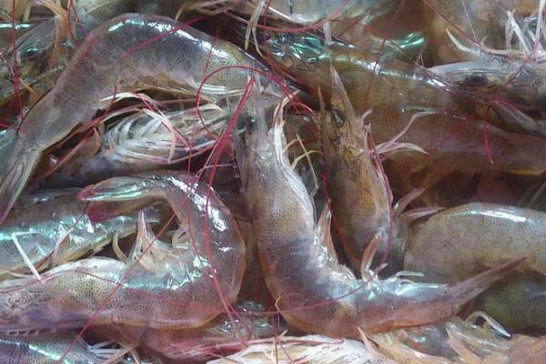 大棚养殖项目有哪些