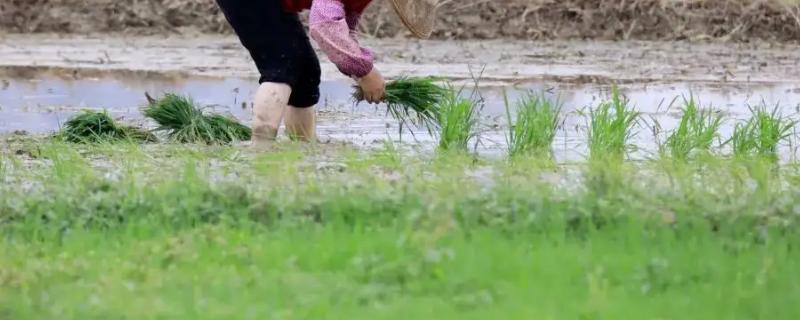 北方的农事活动主要有哪些