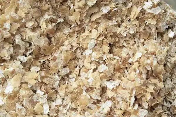 鸡吃草吗，鸡的寿命多长