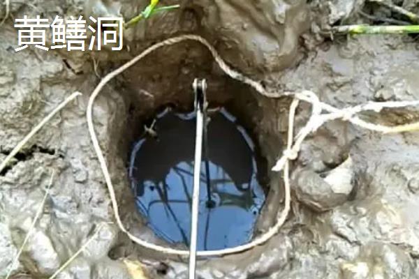 黄鳝洞和蛇洞有什么区别