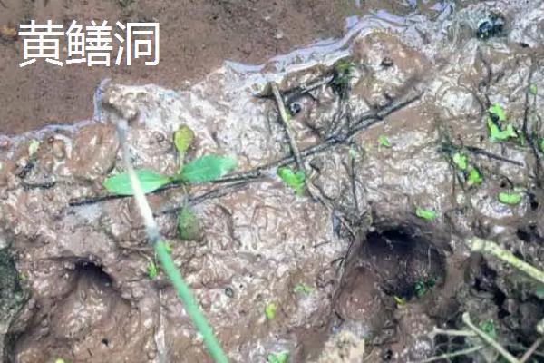 黄鳝洞和蛇洞有什么区别