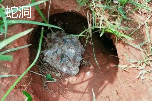 黄鳝洞和蛇洞有什么区别