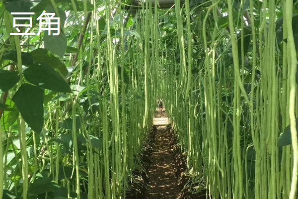 扁豆和豆角有啥区别