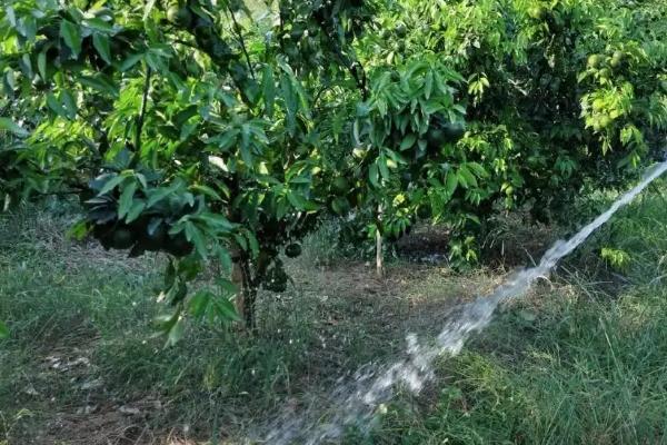 中国柑橘的经济栽培区集中在哪里，附柑橘的种植方法