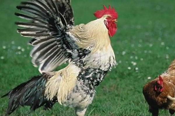 养鸡控料的最佳时段,控灯怎么控