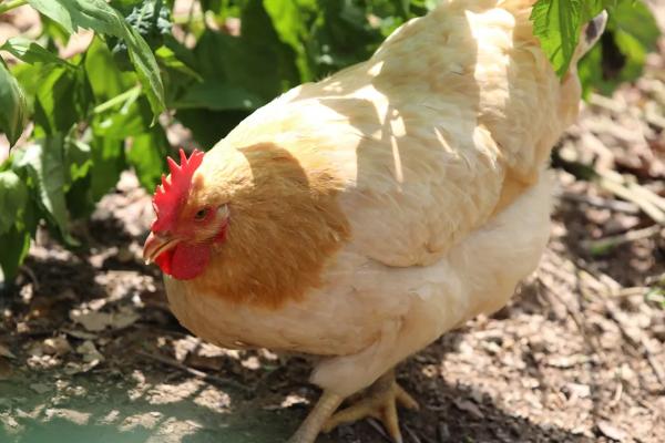 养鸡控料的最佳时段,控灯怎么控