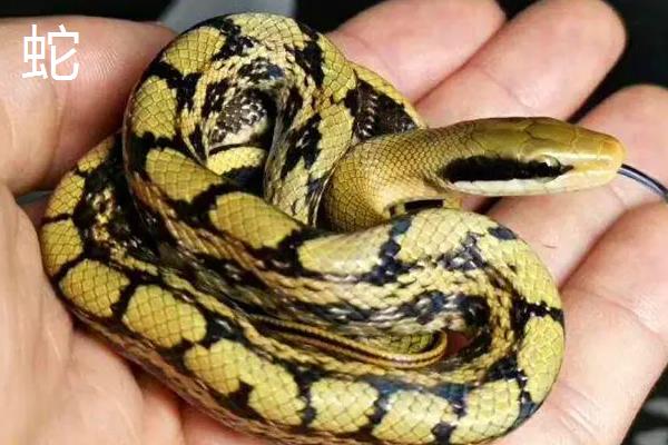 黄鳝和蛇的区别