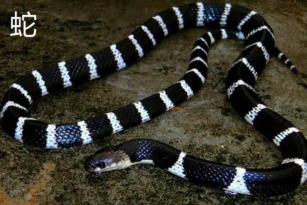 黄鳝和蛇的区别