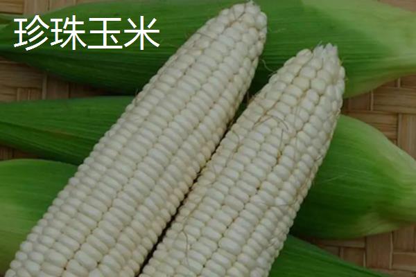珍珠玉米和普通玉米有什么区别