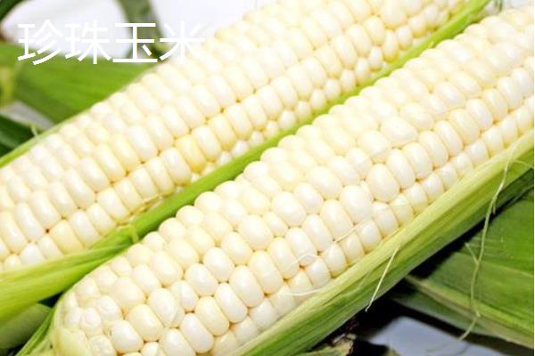 珍珠玉米和普通玉米有什么区别