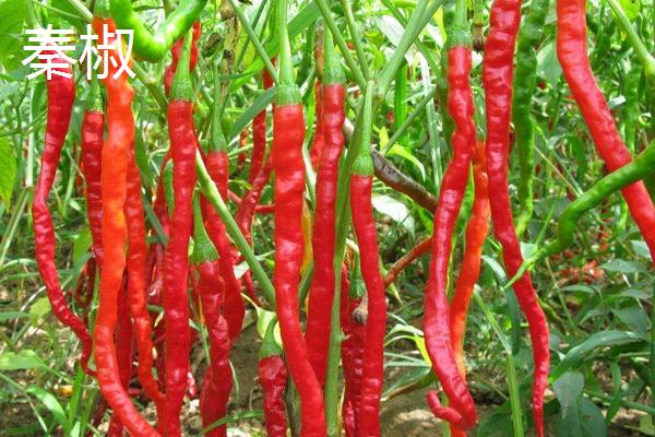 秦椒和普通辣椒区别