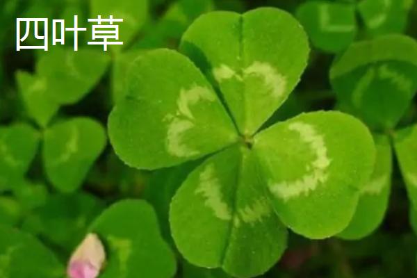 三叶草和四叶草区别