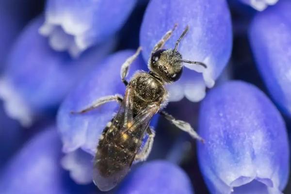 隧蜂的繁殖规律,隧蜂是不是黄蜂