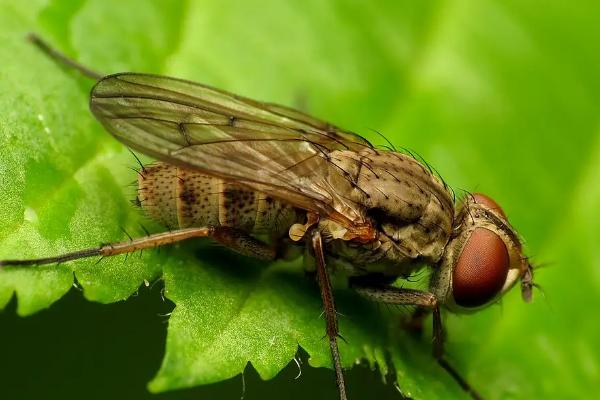 隧蜂的繁殖规律,隧蜂是不是黄蜂