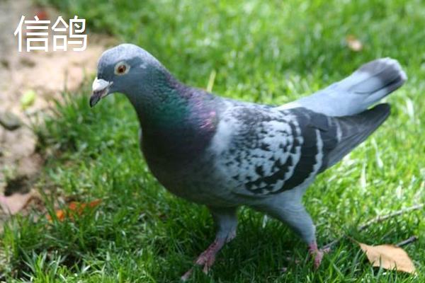 信鸽和赛鸽的区别