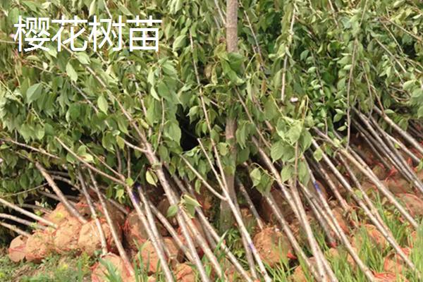 车厘子树苗真假区别