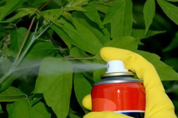 氯氰菊酯能杀什么虫,和高效氯氰菊酯有什么区别