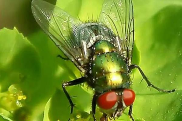 氯氰菊酯能杀什么虫,和高效氯氰菊酯有什么区别