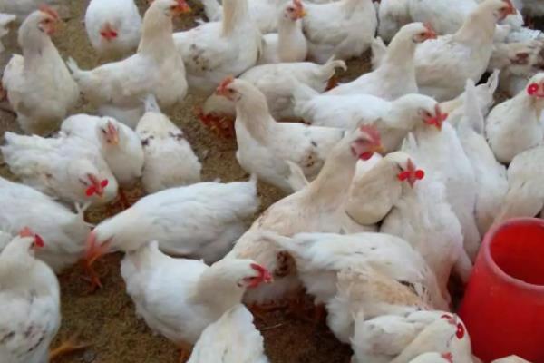 速成鸡几天出栏,和土鸡有何区别