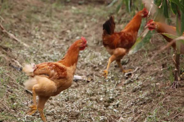 速成鸡几天出栏,和土鸡有何区别