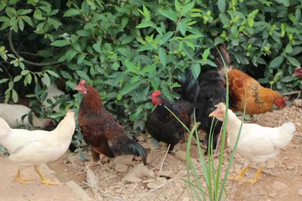 速成鸡几天出栏,和土鸡有何区别