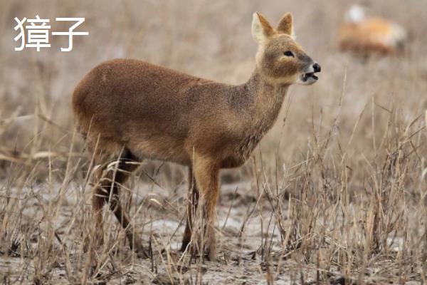 狍子獐子麂子的区别
