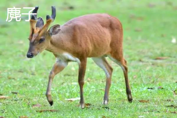狍子獐子麂子的区别