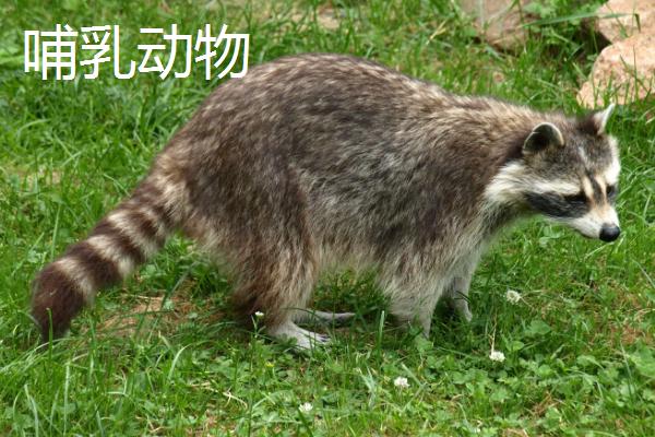 禽类和哺乳动物的区别