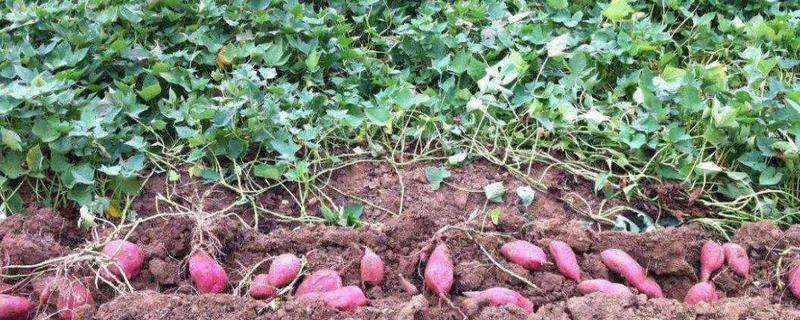 种红薯怎么种才能高产，红薯生长周期有多长
