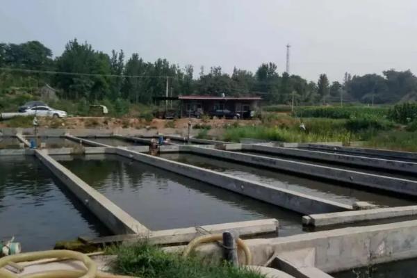 鲟鱼吃什么饲料，附养殖方法