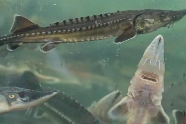 鲟鱼吃什么饲料，附养殖方法