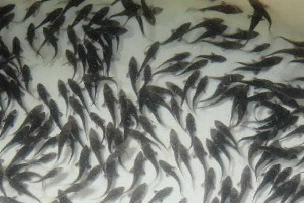 鲟鱼吃什么饲料，附养殖方法