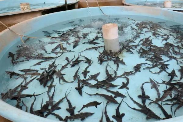 鲟鱼吃什么饲料，附养殖方法