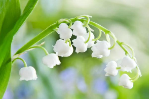 子叶是否出土主要取决于，子叶出土幼苗和子叶留土幼苗的区别