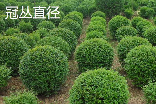 苗木规格H、P分别代表什么