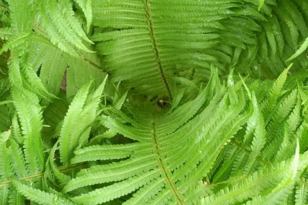 子叶是否出土主要取决于，子叶出土幼苗和子叶留土幼苗的区别