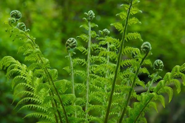 子叶是否出土主要取决于，子叶出土幼苗和子叶留土幼苗的区别