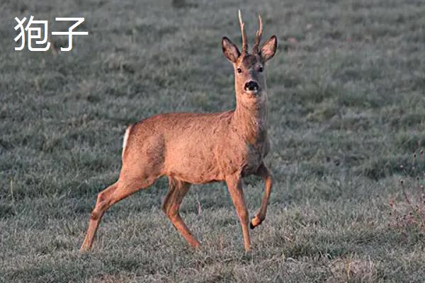 狍子和野山羊的区别