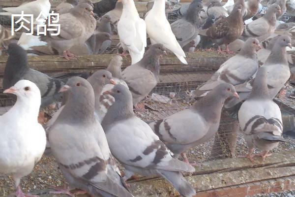 肉鸽和家鸽的区别