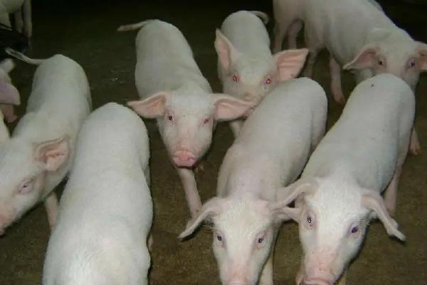 农村杀猪脱毛最快的方法，杀猪脱毛水温多少合适