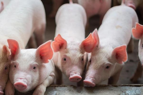 农村杀猪脱毛最快的方法，杀猪脱毛水温多少合适