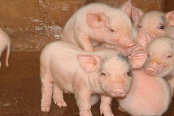 农村杀猪脱毛最快的方法，杀猪脱毛水温多少合适