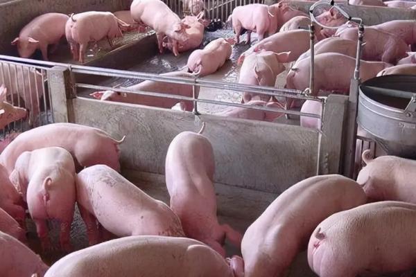 育肥猪的饲养管理,如何驱虫