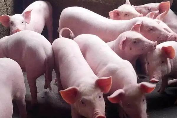 育肥猪的饲养管理,如何驱虫