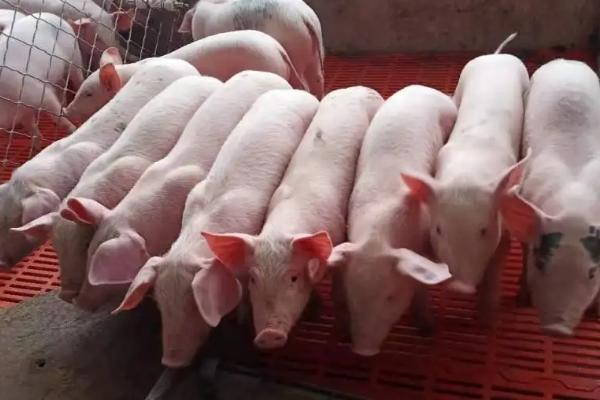 育肥猪的饲养管理,如何驱虫