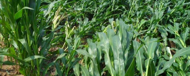 剪玉米头的正确方法,剪玉米头起什么作用