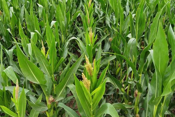 剪玉米头的正确方法，剪玉米头起什么作用