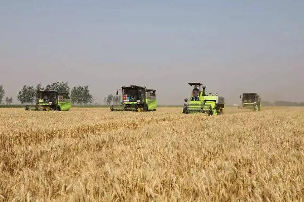 小麦是什么季节收获